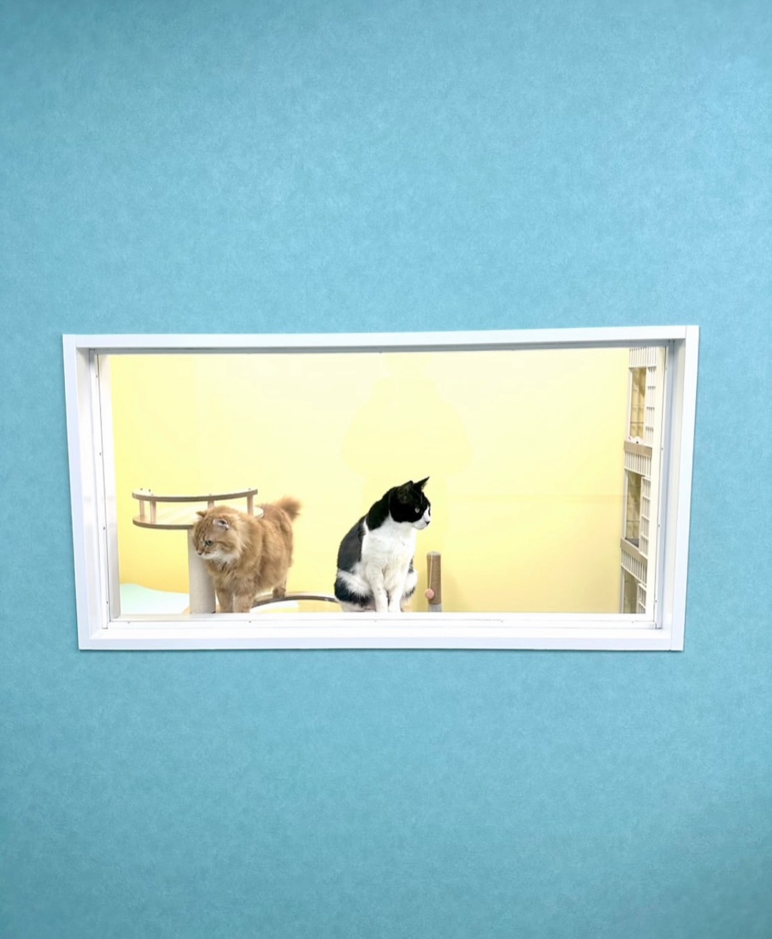 窓越しの保護猫たち